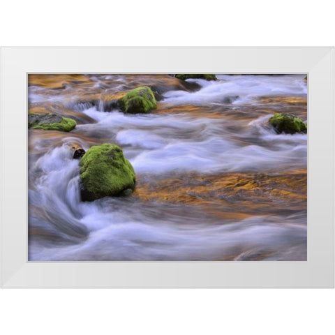 Oregon, Willamette NF McKenzie River over rocks White Modern Wood Framed Art Print by Terrill, Steve