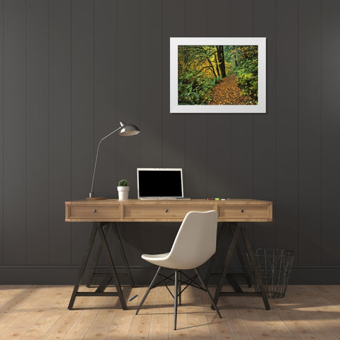 Oregon, Silver Falls SP Scenic park trail White Modern Wood Framed Art Print by Terrill, Steve