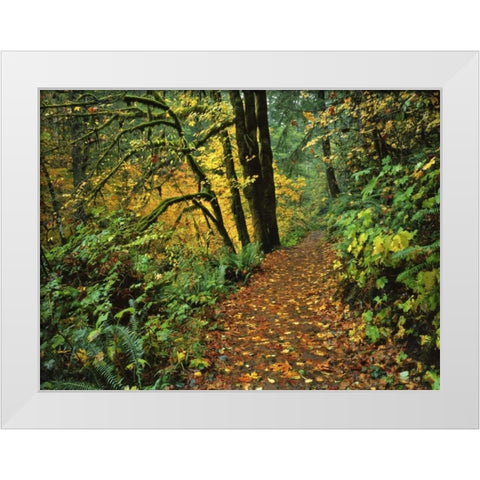 Oregon, Silver Falls SP Scenic park trail White Modern Wood Framed Art Print by Terrill, Steve
