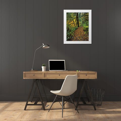 Oregon, Silver Falls SP Scenic park trail White Modern Wood Framed Art Print by Terrill, Steve