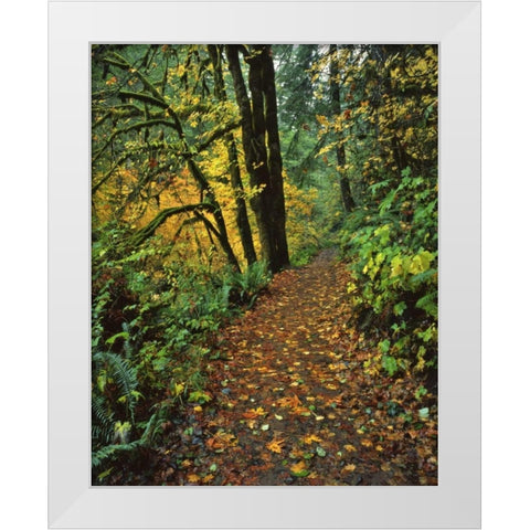 Oregon, Silver Falls SP Scenic park trail White Modern Wood Framed Art Print by Terrill, Steve