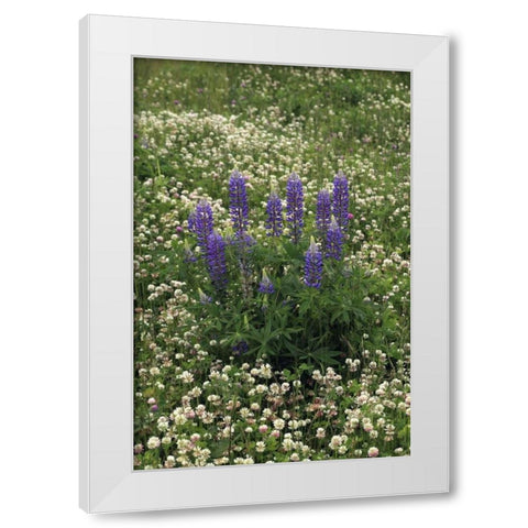USA, Oregon Lupine and clover in field White Modern Wood Framed Art Print by Terrill, Steve