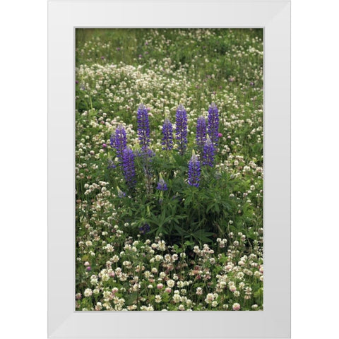 USA, Oregon Lupine and clover in field White Modern Wood Framed Art Print by Terrill, Steve