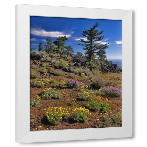 OR, Wallowa-Whitman NF Wildflower on Indian Rock White Modern Wood Framed Art Print by Terrill, Steve