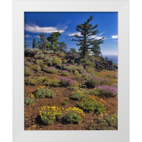 OR, Wallowa-Whitman NF Wildflower on Indian Rock White Modern Wood Framed Art Print by Terrill, Steve