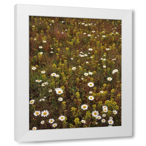 USA, Oregon Parentucellia and daisies in field White Modern Wood Framed Art Print by Terrill, Steve