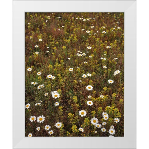 USA, Oregon Parentucellia and daisies in field White Modern Wood Framed Art Print by Terrill, Steve