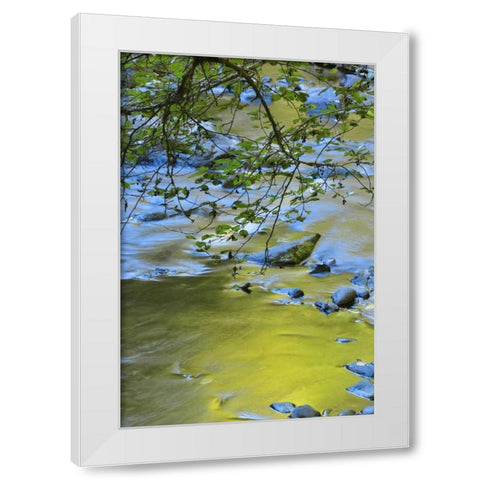 Oregon Alder tree over South Fork Wilson River White Modern Wood Framed Art Print by Terrill, Steve