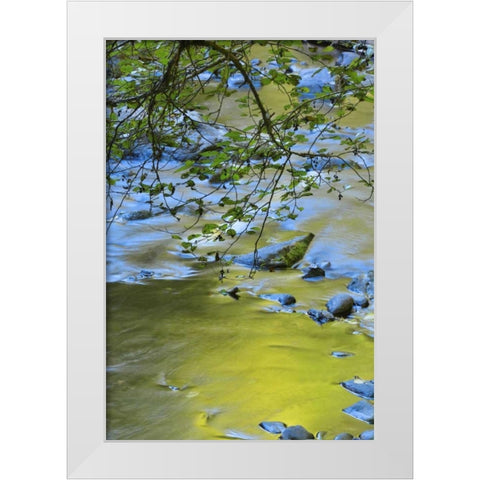 Oregon Alder tree over South Fork Wilson River White Modern Wood Framed Art Print by Terrill, Steve