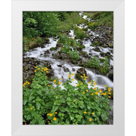 OR Yellow monkeyflowers along Wahkeena Creek White Modern Wood Framed Art Print by Terrill, Steve
