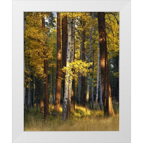 Oregon, Deschutes NF Trees in autumn White Modern Wood Framed Art Print by Terrill, Steve