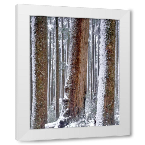 OR, Drift Creek Wilderness Snow on Douglas fir White Modern Wood Framed Art Print by Terrill, Steve
