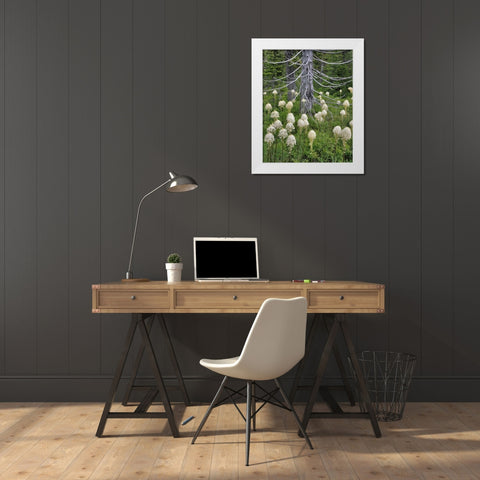 OR, Mount Hood NF Beargrass around evergreen White Modern Wood Framed Art Print by Terrill, Steve