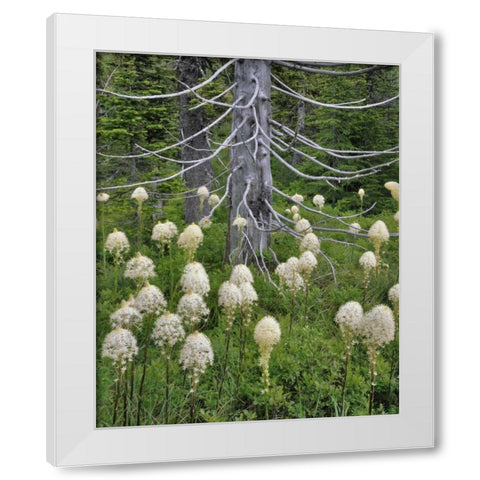 OR, Mount Hood NF Beargrass around evergreen White Modern Wood Framed Art Print by Terrill, Steve