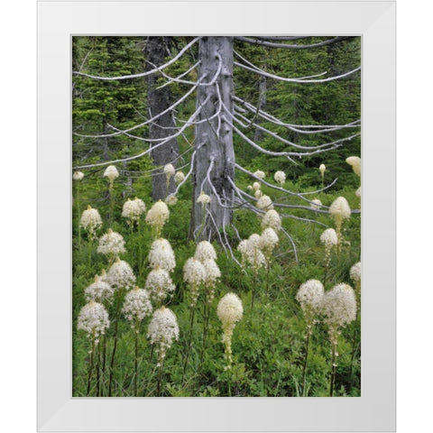 OR, Mount Hood NF Beargrass around evergreen White Modern Wood Framed Art Print by Terrill, Steve