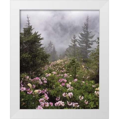 Oregon, Mt Hood NF Rhododendrons and beargrass White Modern Wood Framed Art Print by Terrill, Steve