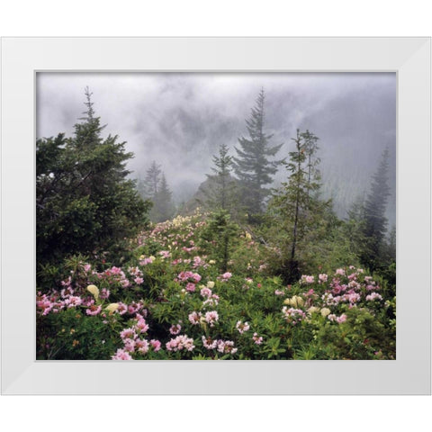 Oregon, Mt Hood NF Rhododendrons and beargrass White Modern Wood Framed Art Print by Terrill, Steve