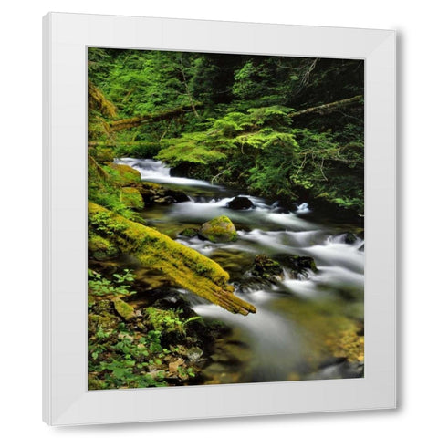 Oregon, Mt Hood NF Still Creek scenic White Modern Wood Framed Art Print by Terrill, Steve