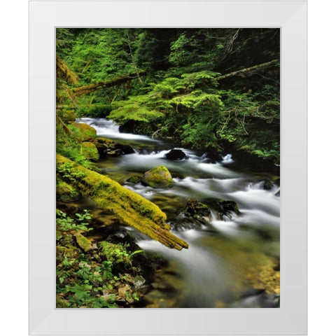 Oregon, Mt Hood NF Still Creek scenic White Modern Wood Framed Art Print by Terrill, Steve