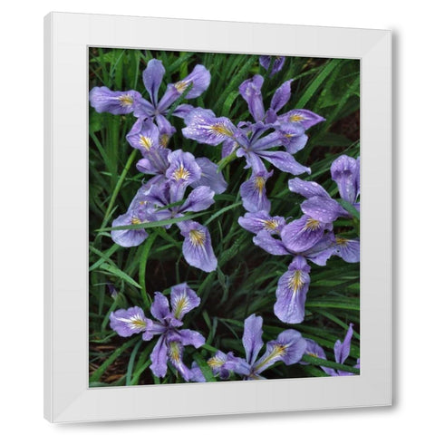 Oregon, Mt Hood National Forest Wild iris White Modern Wood Framed Art Print by Terrill, Steve