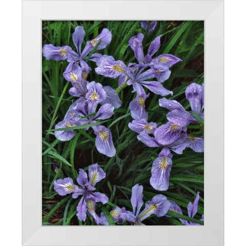 Oregon, Mt Hood National Forest Wild iris White Modern Wood Framed Art Print by Terrill, Steve