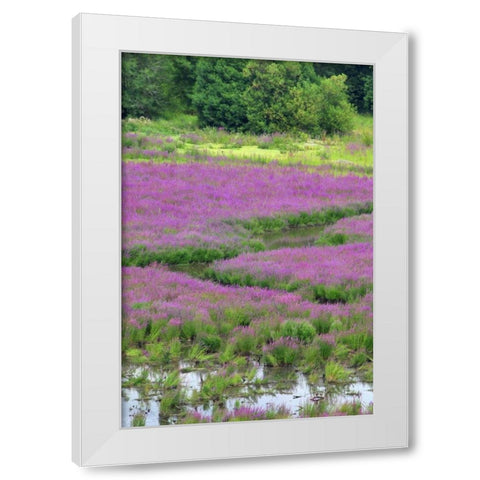 OR, Oaks Bottom Purple loosestrife in marsh White Modern Wood Framed Art Print by Terrill, Steve