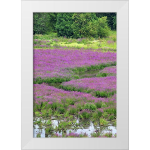 OR, Oaks Bottom Purple loosestrife in marsh White Modern Wood Framed Art Print by Terrill, Steve