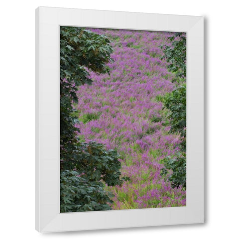Oregon, Oaks Bottom Purple loosestrife flowers White Modern Wood Framed Art Print by Terrill, Steve