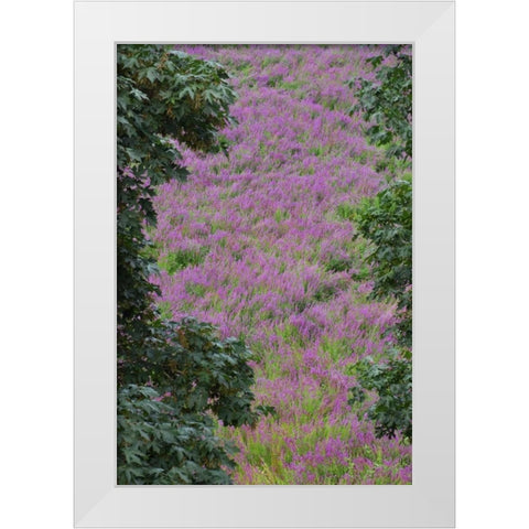 Oregon, Oaks Bottom Purple loosestrife flowers White Modern Wood Framed Art Print by Terrill, Steve