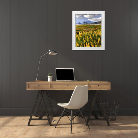 OR, Ophir Yellow lupine and ocean beach White Modern Wood Framed Art Print by Terrill, Steve