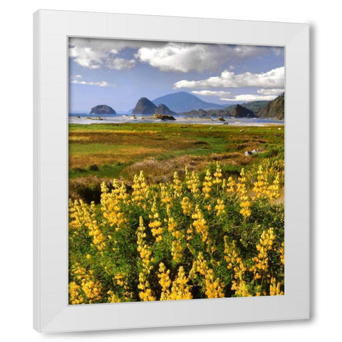 OR, Ophir Yellow lupine and ocean beach White Modern Wood Framed Art Print by Terrill, Steve