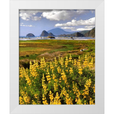 OR, Ophir Yellow lupine and ocean beach White Modern Wood Framed Art Print by Terrill, Steve