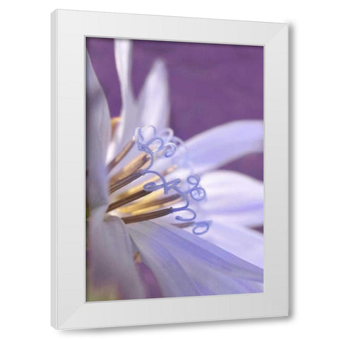 Oregon, Portland Close-up of chicory wildflower White Modern Wood Framed Art Print by Terrill, Steve