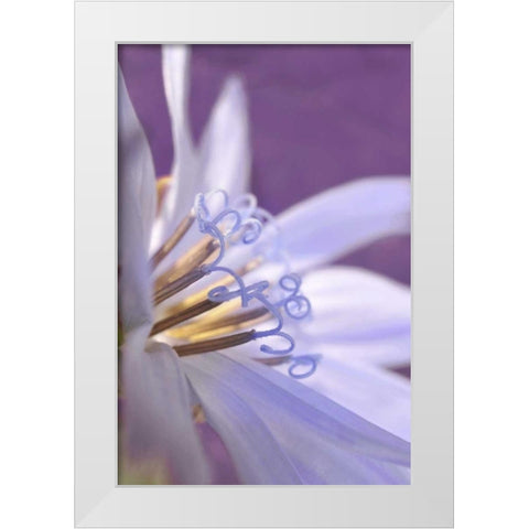 Oregon, Portland Close-up of chicory wildflower White Modern Wood Framed Art Print by Terrill, Steve