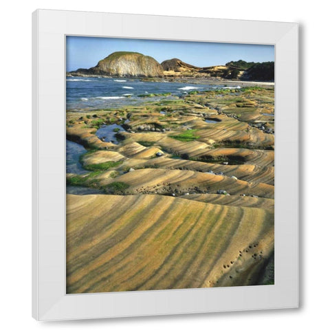 OR, Seal Rock SP Patterns on sandstone rock White Modern Wood Framed Art Print by Terrill, Steve