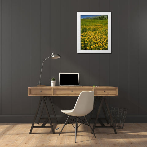 Oregon, Steens Mountain Meadow of arnica flowers White Modern Wood Framed Art Print by Terrill, Steve