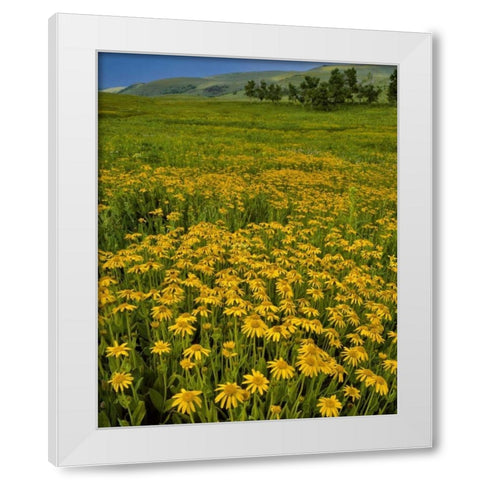 Oregon, Steens Mountain Meadow of arnica flowers White Modern Wood Framed Art Print by Terrill, Steve