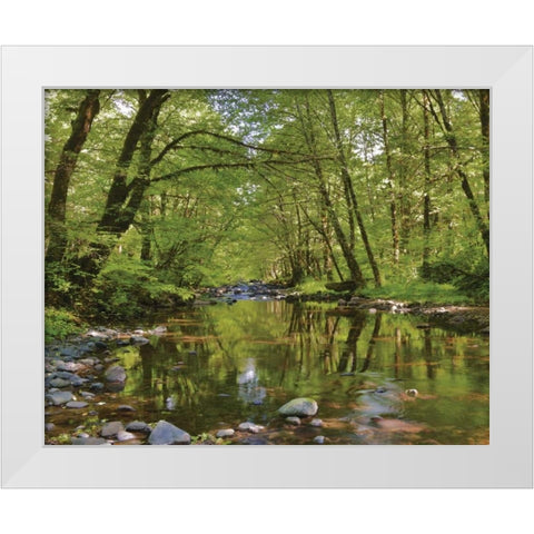Oregon, Tillamook State Forest Wilson River White Modern Wood Framed Art Print by Terrill, Steve