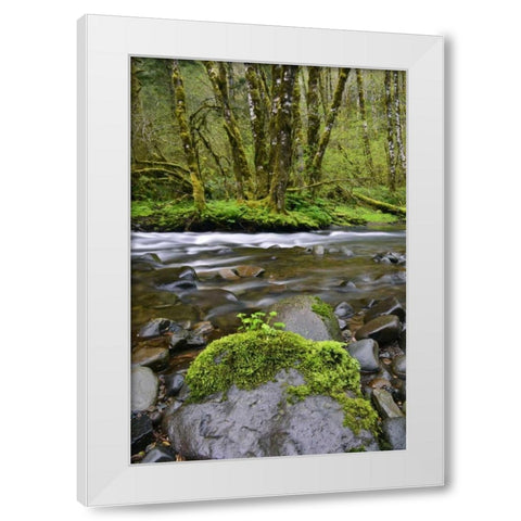 Oregon, Tillamook State Forest Wilson River White Modern Wood Framed Art Print by Terrill, Steve