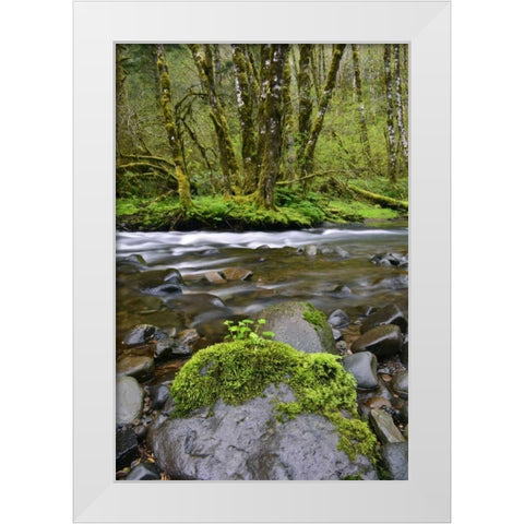 Oregon, Tillamook State Forest Wilson River White Modern Wood Framed Art Print by Terrill, Steve