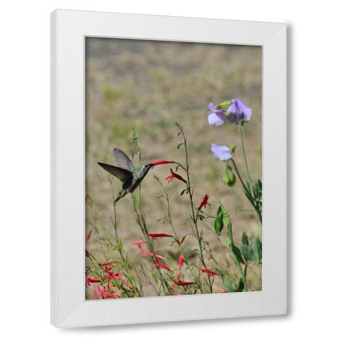 OR, OR, Portland Hummingbird feeding on salvia White Modern Wood Framed Art Print by Terrill, Steve