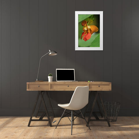 Oregon, Oregon Close-up of jewelweed flower White Modern Wood Framed Art Print by Terrill, Steve