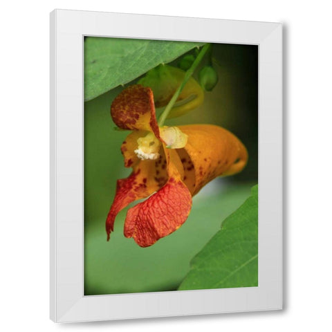Oregon, Oregon Close-up of jewelweed flower White Modern Wood Framed Art Print by Terrill, Steve