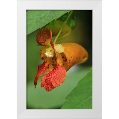 Oregon, Oregon Close-up of jewelweed flower White Modern Wood Framed Art Print by Terrill, Steve