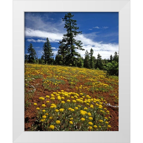 OR, Wallowa-Whitman NF Yellow eriogonum White Modern Wood Framed Art Print by Terrill, Steve