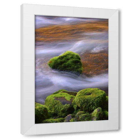 Oregon, Willamette NF McKenzie River over rocks White Modern Wood Framed Art Print by Terrill, Steve