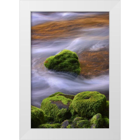 Oregon, Willamette NF McKenzie River over rocks White Modern Wood Framed Art Print by Terrill, Steve
