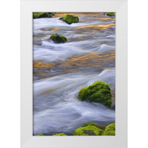 Oregon, Willamette NF McKenzie River over rocks White Modern Wood Framed Art Print by Terrill, Steve