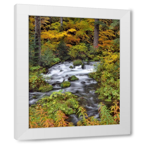 OR, Willamette NF Roaring River through Oregon White Modern Wood Framed Art Print by Terrill, Steve