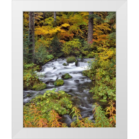 OR, Willamette NF Roaring River through Oregon White Modern Wood Framed Art Print by Terrill, Steve